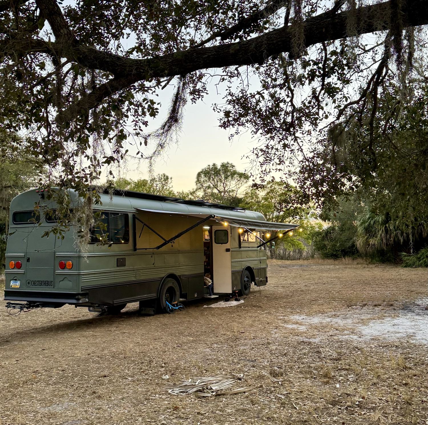 Chester the bus parked under a live oak at sunset, awning out and string lights on